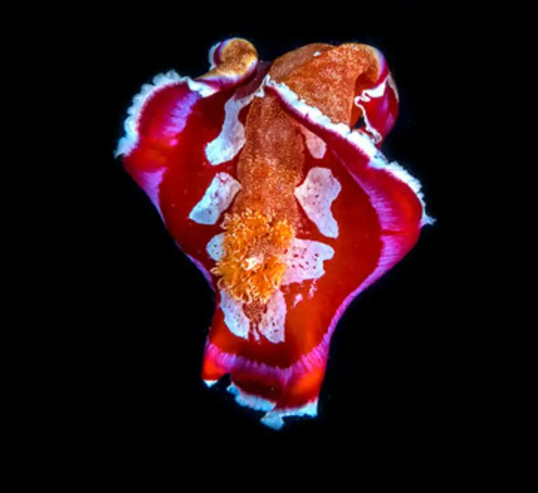 Spanish Dancer
