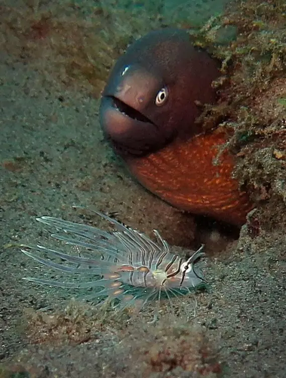 Moray Eel