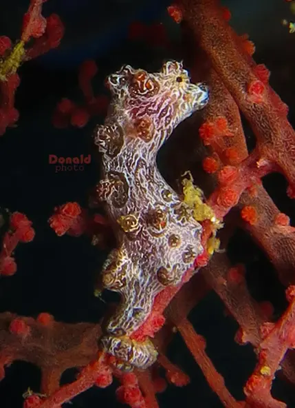 Pygmy Seahorse