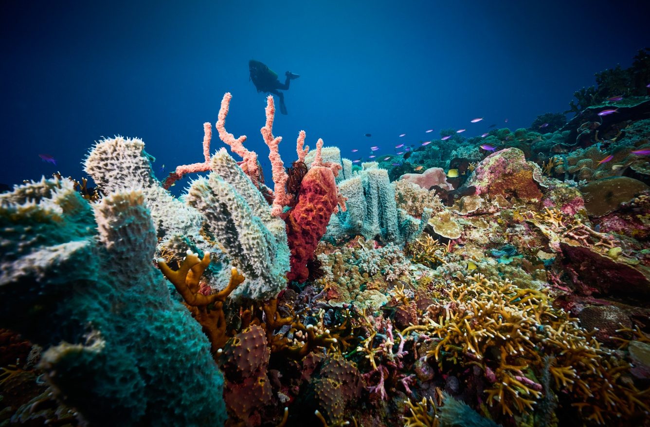 Diver swimming over sponges and coral in Gorontalo
