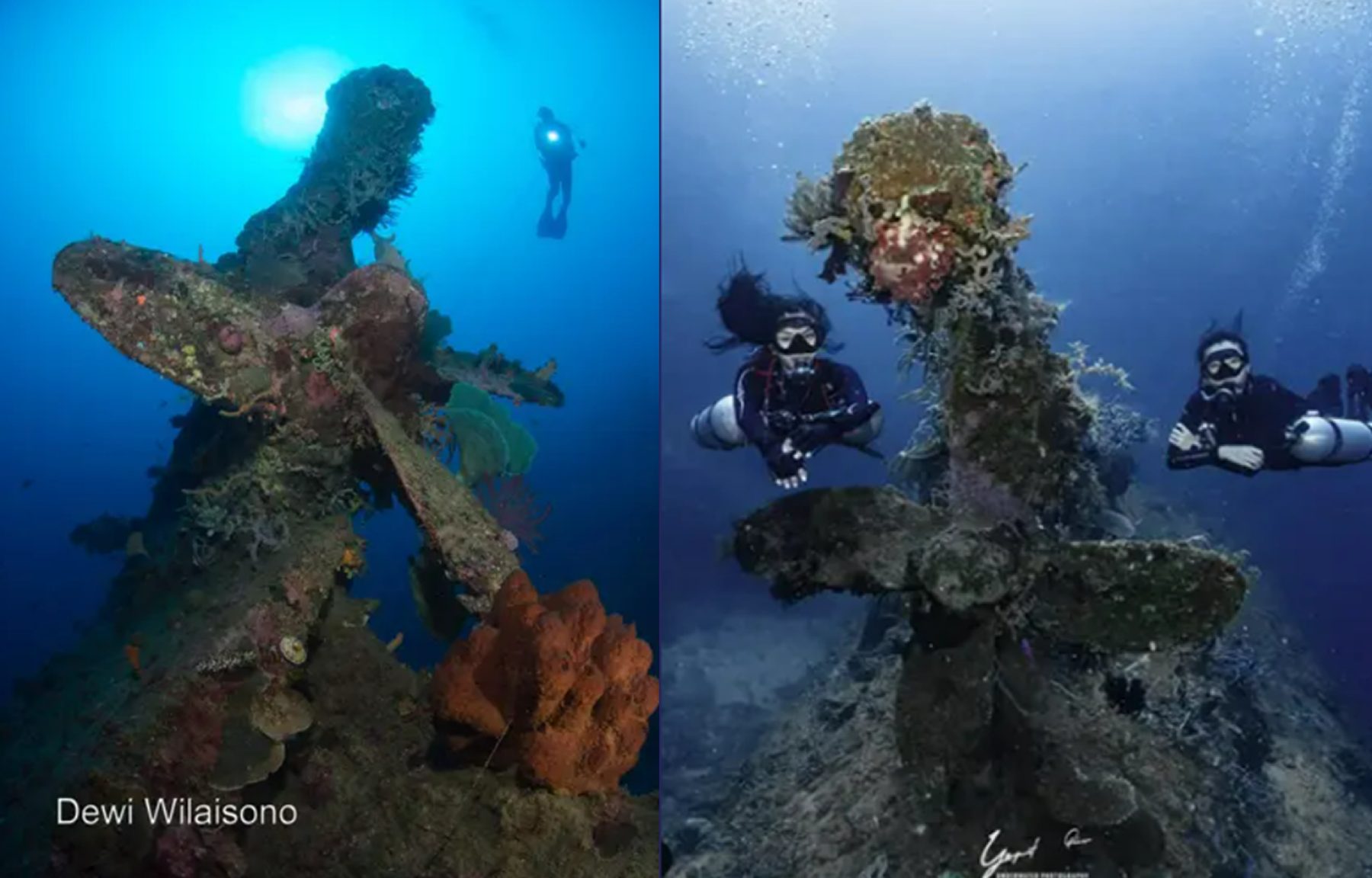 Coral-covered propeller of the Kaisumaru Japanese WWII wreck