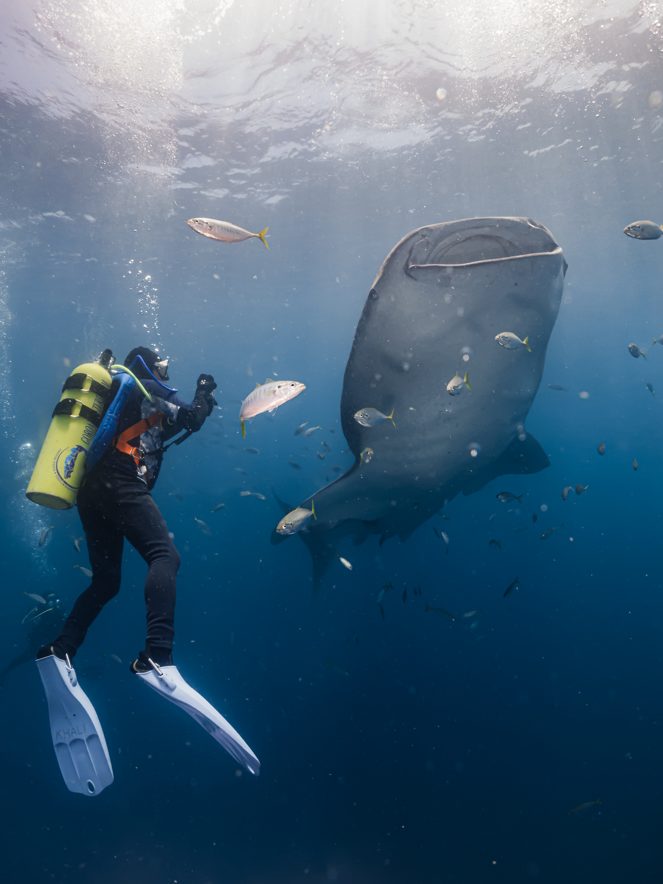 Whale shark feeding near the surface beside a diver in Gorontalo